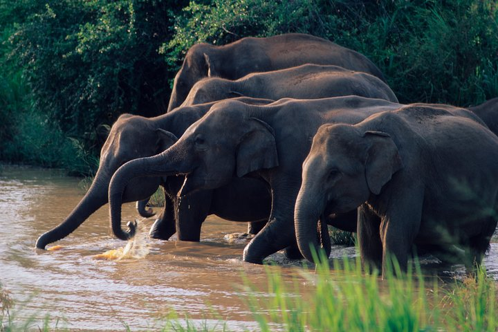 Wasgamuwa National Park